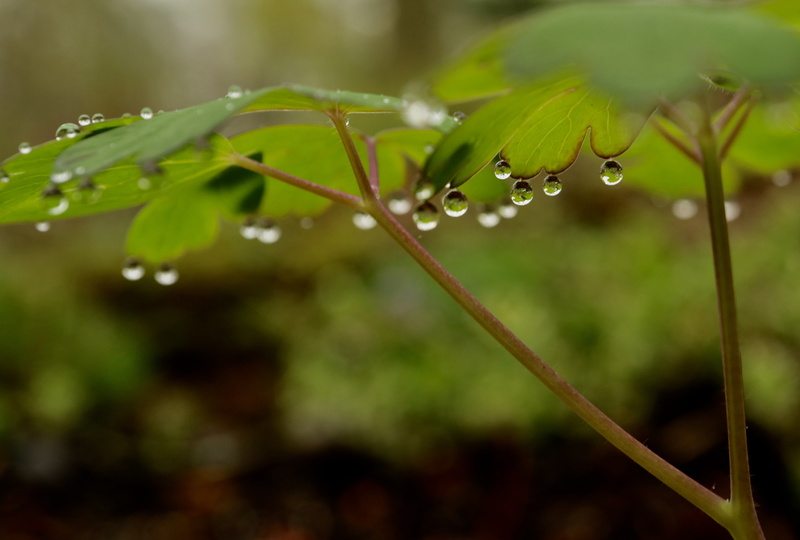 leaf, photography, color, summer, freshness, green Color, spring, nature, printemps, rain, water droplets, dew, macro, closeup, green, close-up, green leaf