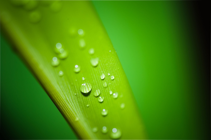 plant, vulnerability, droplets, raindrop, freshness, photography, backgrounds, closeup, 4K, drop, outdoors, nature, close-up, droplet, day, liquid, beauty in nature
