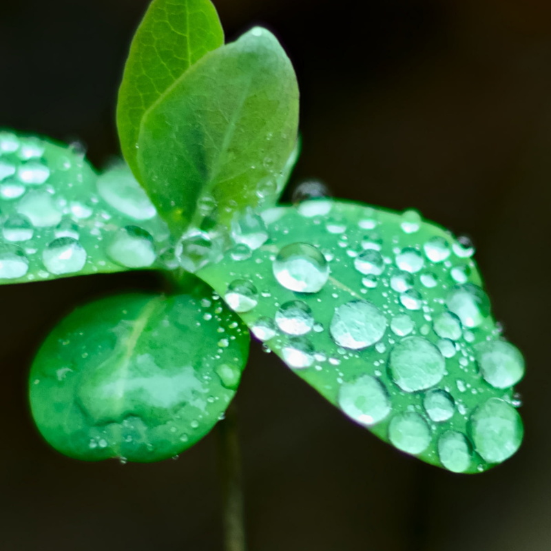 du, de, green, close-up, close, Biosphère  Réserve, macro, water, wet, plant, Randonnée, photo, raindrop, une, close up, Botanique, green Color, waterdrops
