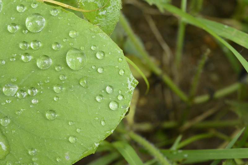 dew, green grass, wild, rain, leaf with water drop, fresh, close photography, green Color, vulnerability, be an inspirer, nature, clean, krishnendu pramanick