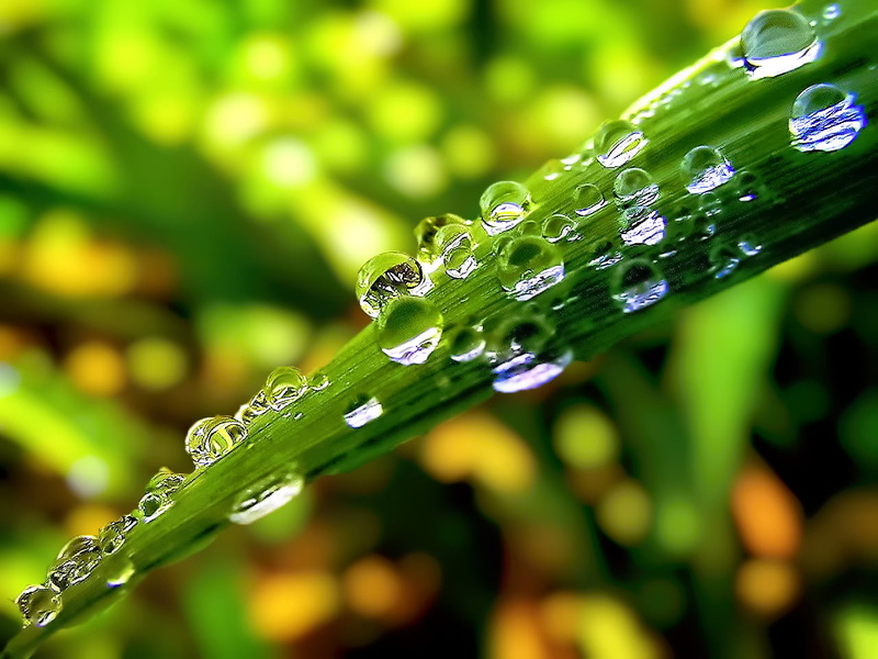 leaf, backgrounds, macro photography, Diamonds in the rough, freshness, f25, top, photography, plant, jewel, green Color, 720P, crystal, dewdrop, reflection