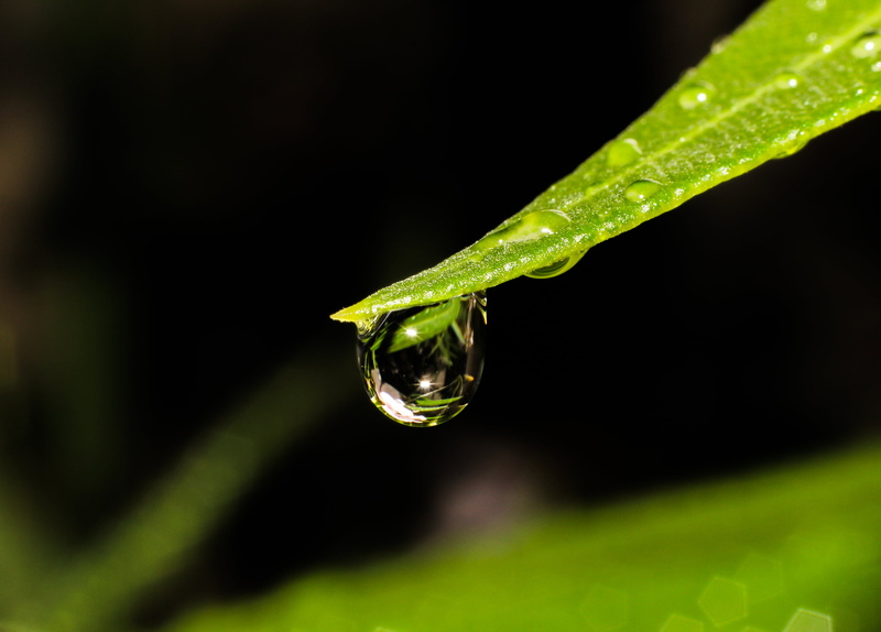 dew, Water drop, liquid, macro, close-up, eau, green, rain, canon  eos  600d, drop, leaves, green plant, close, environment, droplet, freshness, photo