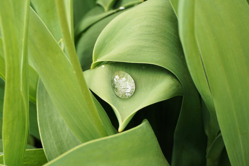 4K, day, freshness, photo, no people, purity, drop of water, close up, vulnerability, drip, macro, close, morgentau, green Color, leaves, fragility, dew drops