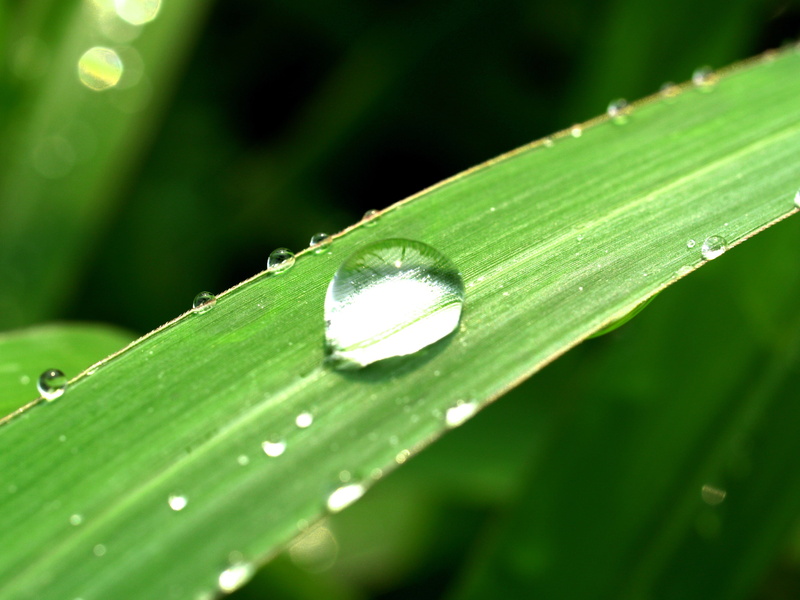 backgrounds, blade of grass, no people, bubble, wet, morning, climate, beauty in nature, leaf, condensation, tranquility, meadow, 2K, selective focus