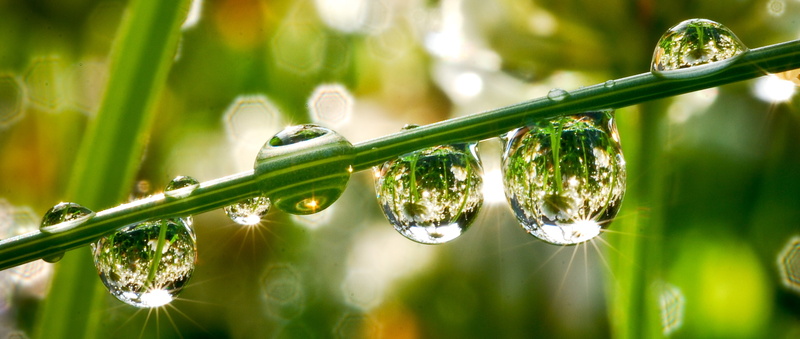 leaf, grass, growth, DSC, water droplets, lens, refraction, close-up, Travel, green Color, Life, Dew, drops, 2K, summer, rain, sunrise, drop, bokeh, plant