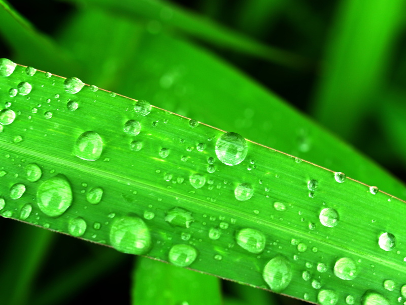 purity, meadow, blade of grass, vulnerability, grass, circle, leaves, life, close-up, liquid, green, rainy season, wet, beauty in nature, plant, no people
