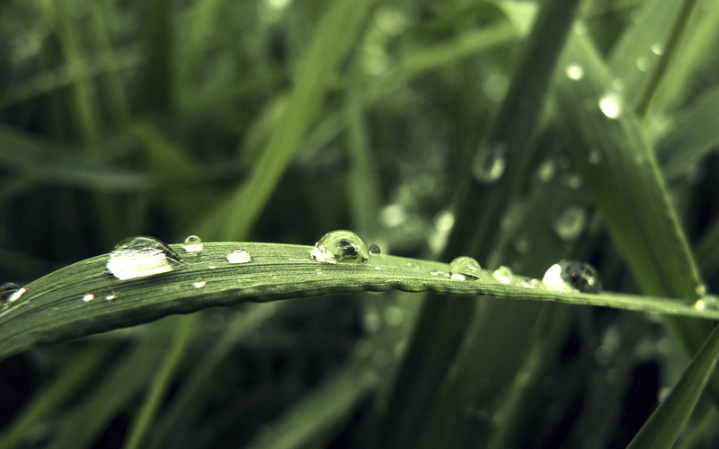 rain, freshness, iPhoto, close-up, dew, green, nl, leaf, raindrop, DROPS, nature, siebe, droplets, wet, plant, green leaf, macro, closeup photography, green Color