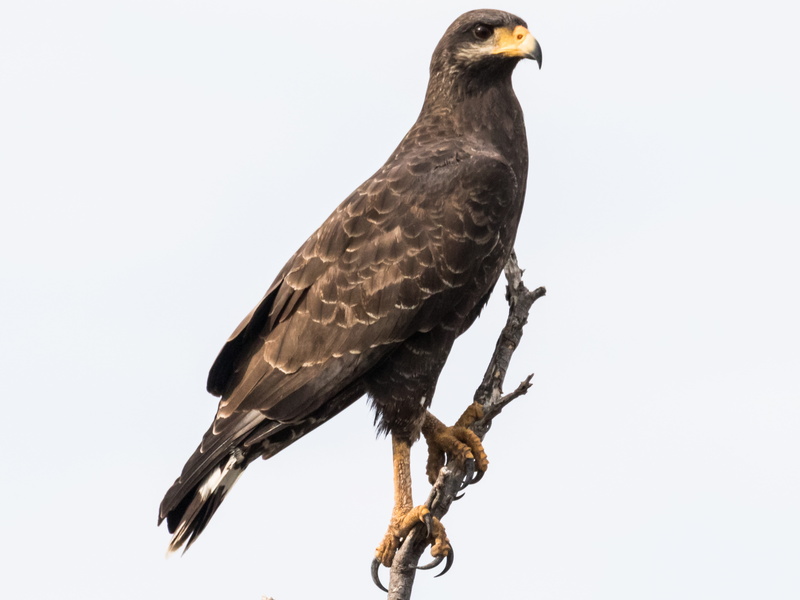 full length, copy space, low angle view, 5K, animal, ciego de ávila, birding, day, one animal, bird of prey, nature, eagle, animals in the wild, perching