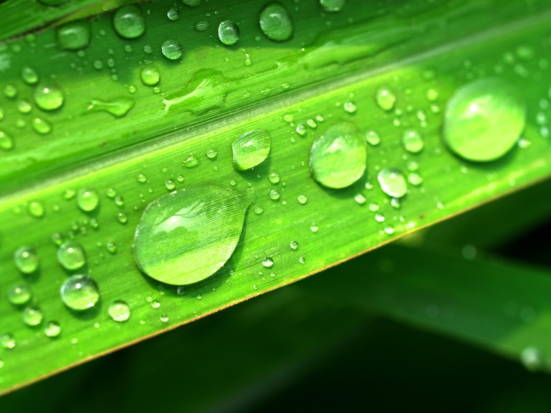 plant part, backgrounds, dew, condensation, leaf, bubble, wet, focus on foreground, green, freshness, dewdrop, outdoors, purity, healthy, droplet, life