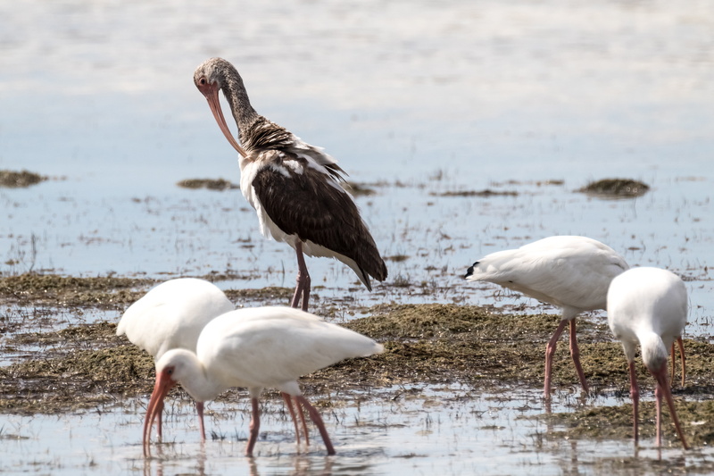 1 juvenile, animal, beach, no people, coco blanco, cuba, birding, 5K, cayo coco, land, beauty in nature, water, animal themes, group of animals, nature