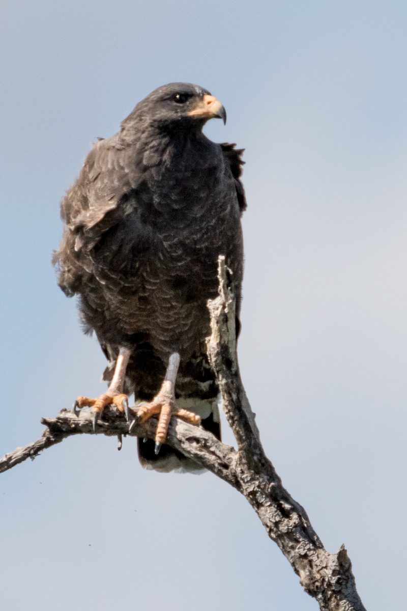 full length, branch, clear sky, tree, bird, animal wildlife, day, outdoors, raptor, animals in the wild, vertebrate, sky, ciego de ávila, cuba, copy space