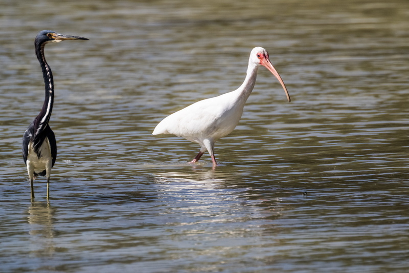 animal wildlife, animal, outdoors, cayo coco, two animals, vertebrate, waterfront, garza de vientre blanco, bird, focus on foreground, reflection, animal themes