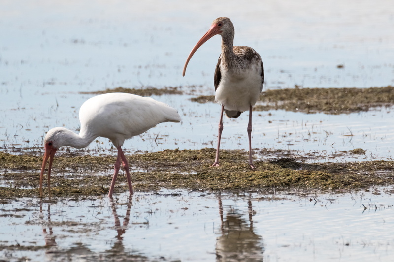 bird, beach, 5K, 10-10-18, cuba, no people, adult, group of animals, sea, day, reflection, animal wildlife, juvenile, cayo coco, animals in the wild, two animals