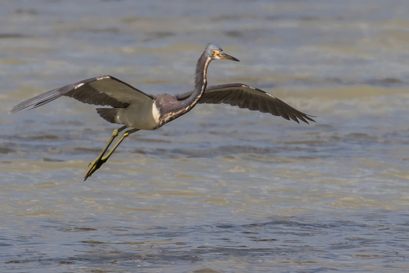 nature, vertebrate, 5K, outdoors, birding, day, waterfront, animals in the wild, bird, spread wings, one animal, water bird, animal wildlife, cayo coco