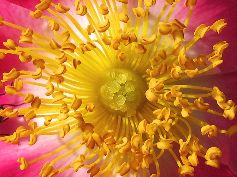 Flower, Blossoms, el dia, pasta, fl, backgrounds, res, pink, spaghetti, macaroni, photo, yellow, MACRO, anteros, 2K, las, en, Es, food, de, poppy