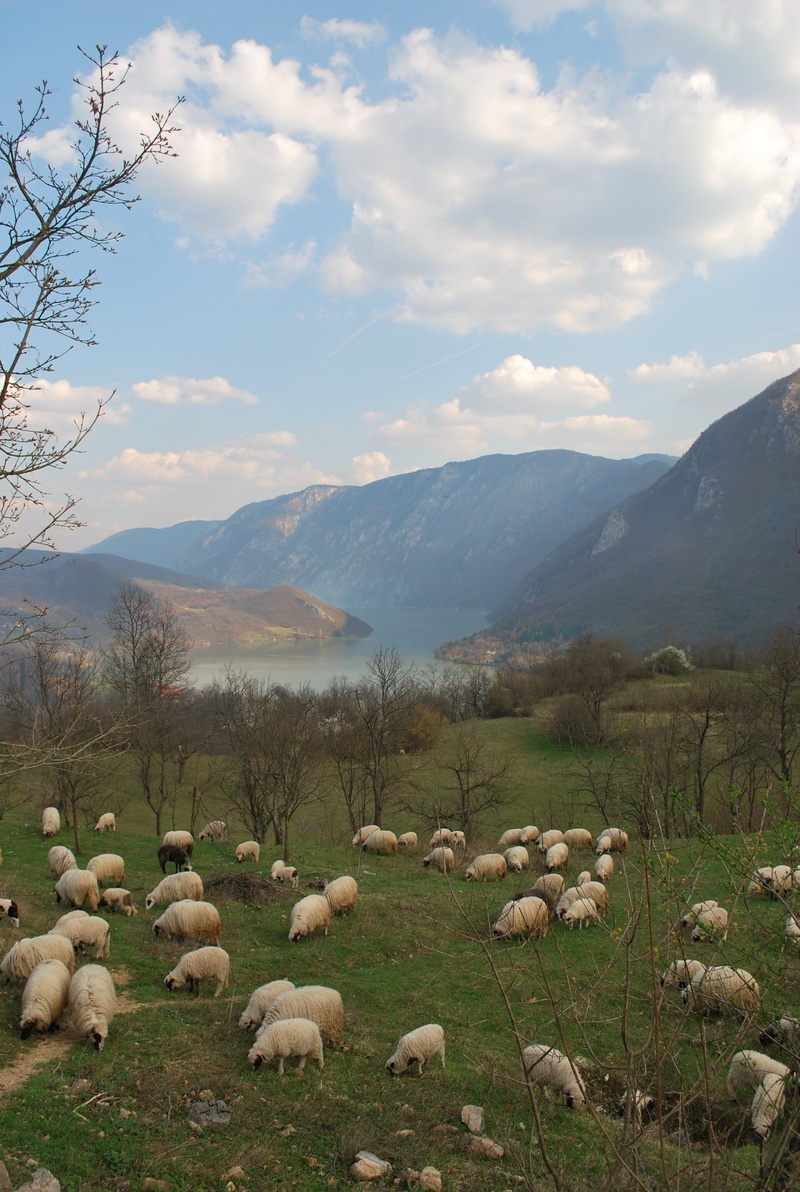 landscape, drina, pets, mountain range, livestock, no people, scenics - nature, domestic, 2K, animal, environment, beauty in nature, group of animals