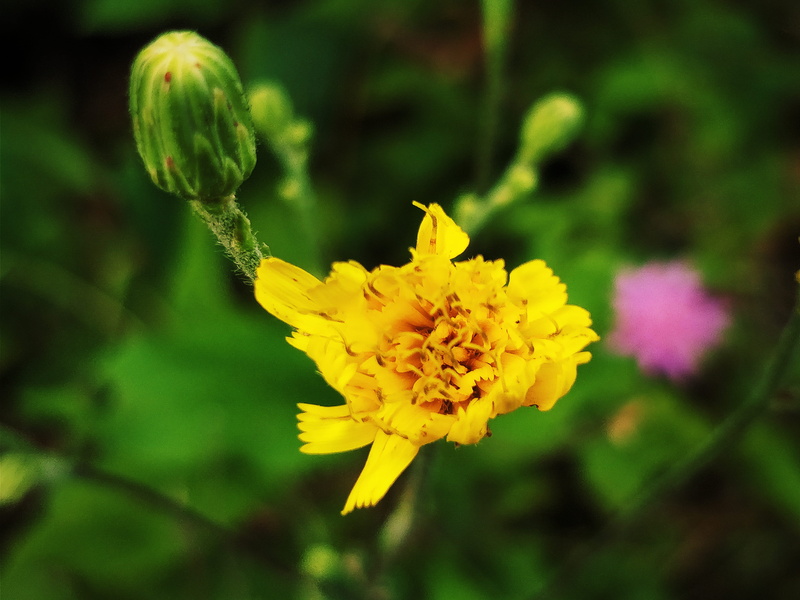 focus on foreground, close-up, beauty in nature, no people, petal, day, flowering plant, dera, plant, bosnia and herzegovina, inflorescence, freshness