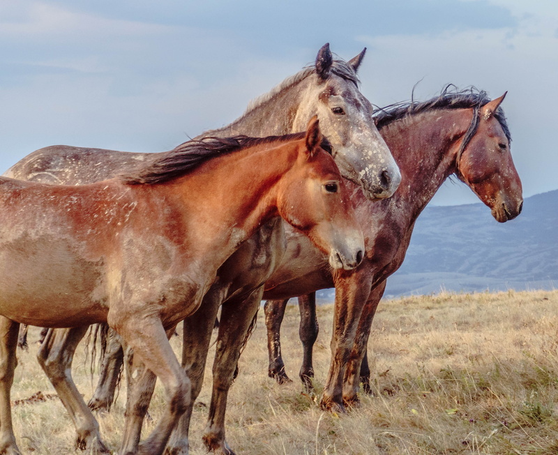 animal, ranch, brown, no people, 2K, standing, nature, livno, horse, grass, pets, domestic, outdoors, animal themes, vertebrate, domestic animals, field