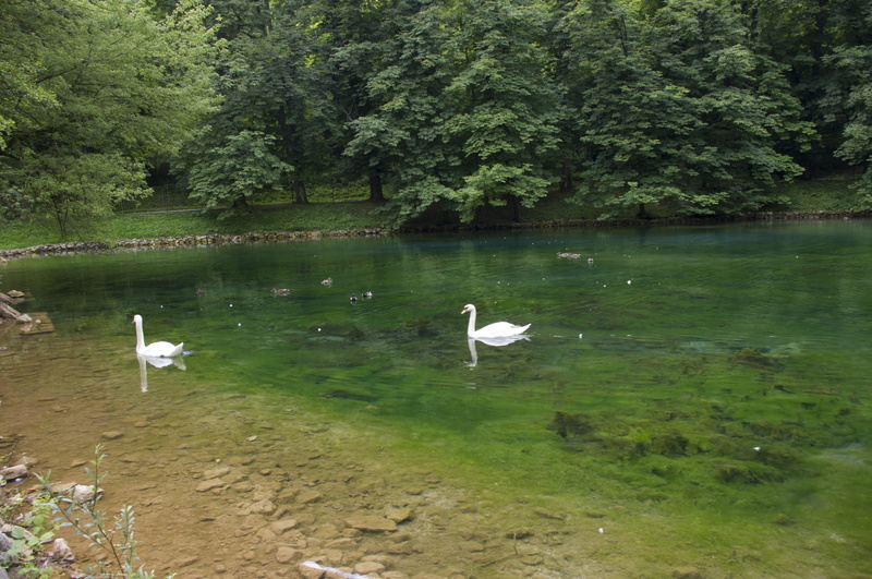 nature, large group of animals, beauty in nature, sarajevo, forest, lake, bosnia and herzegovina, green color, animal wildlife, group of animals, no people