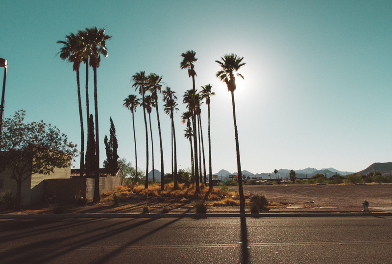 tree trunk, day, arizona, neature, nature, road, tropical tree, city, sunshine, urban, coconut palm tree, tranquil scene, sunlight, united states, land