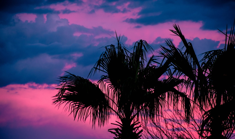 palms, plant, trees, desert, sky, hdr, background, 5K, nature, cloud - sky, trees in sunset, outdoors, coconut palm tree, tree, romantic sky, pink color