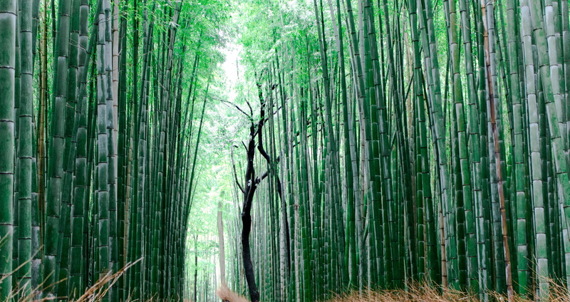 murashiyama, green color, day, kyoto, trunk, woodland, tree, fence, bamboo shoot, travel, abundance, growth, zen, forest, path, vegetable, japan, hemp