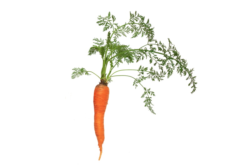 snack, cooking, tasty, no people, produce, wellbeing, diet, nutrition, carrot, green color, organic, studio, nature, isolated carrots, 5K, eating, one