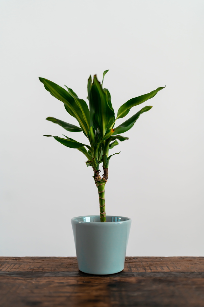 flower pot, tree, blossom, wood - material, no people, bamboo, fragility, houseplant, indoors, hemp, vulnerability, flower, plant, arecaceae, beauty in nature