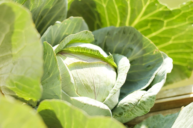 close-up, health, freshness, food and drink, harvest, nature, organic, no people, leaves, fresh, farm, diet, head, meal, growth, green, background, vegetable