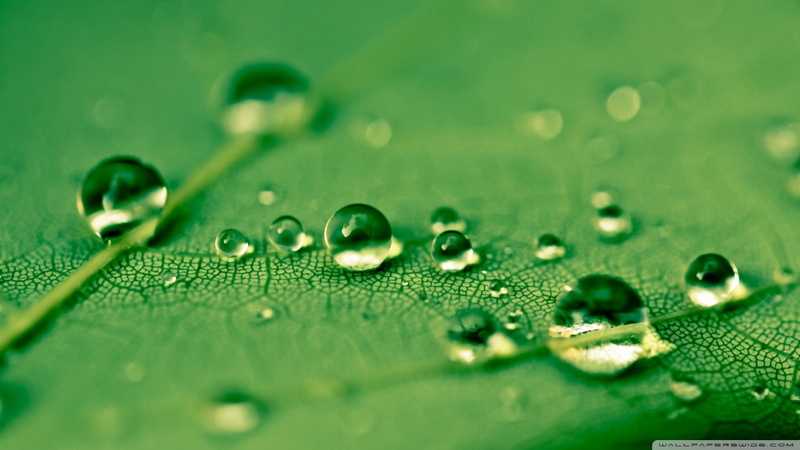 leaves, plant part, environment, drop, 1080P, transparent, green, leaf, no people, green color, rain, raindrop, selective focus, dew, nature, close-up