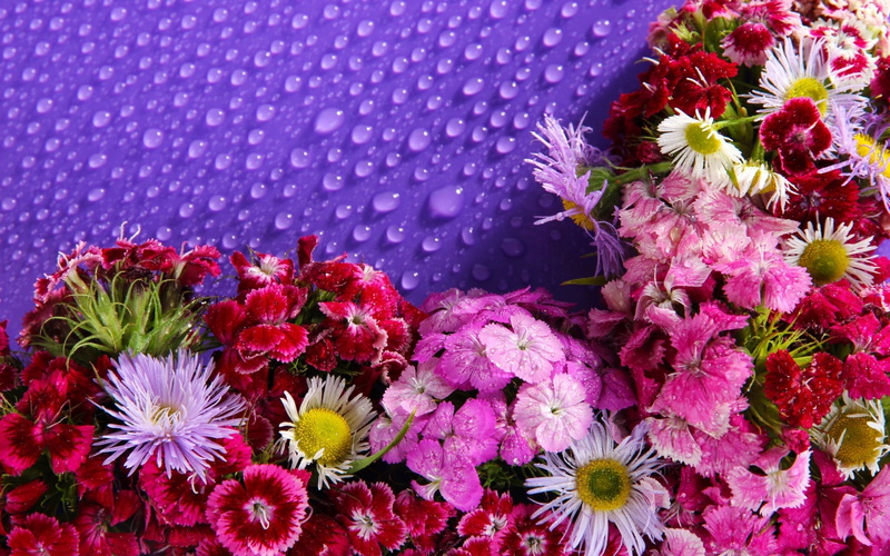 Lot, Droplets, Water, 720P, Flowers