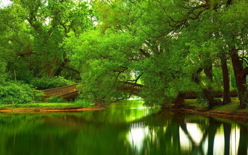 no people, idyllic, river, plant, forest, beauty in nature, non-urban scene, lake, tree, bridge, tranquility, tranquil scene, growth, scenics - nature