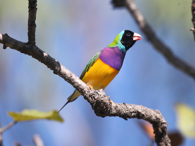 colorful, blue, branch, Gouldian finch, bird, nature, sky, Australia, 4K, animal, yellow