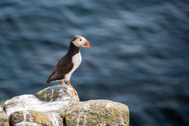 4K, puffin, seagull, sea Bird, rock, sea, animals In The Wild, beak, bird, animal, atlantic, nature, perching, wildlife