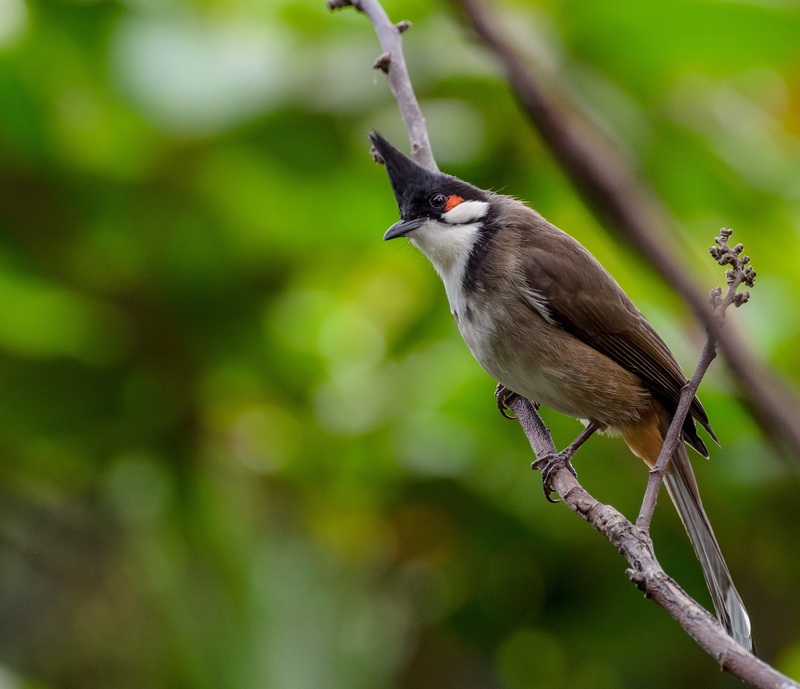 profile view, no people, plant, 2K, full length, perch, bulbul, one animal, bird, focus on foreground, animal wildlife, animals in the wild, nature, focus