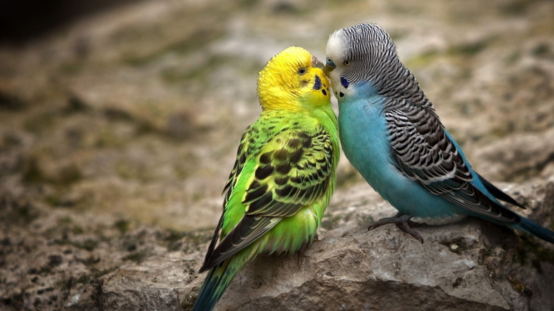 lovebirds, 1080P, birds
