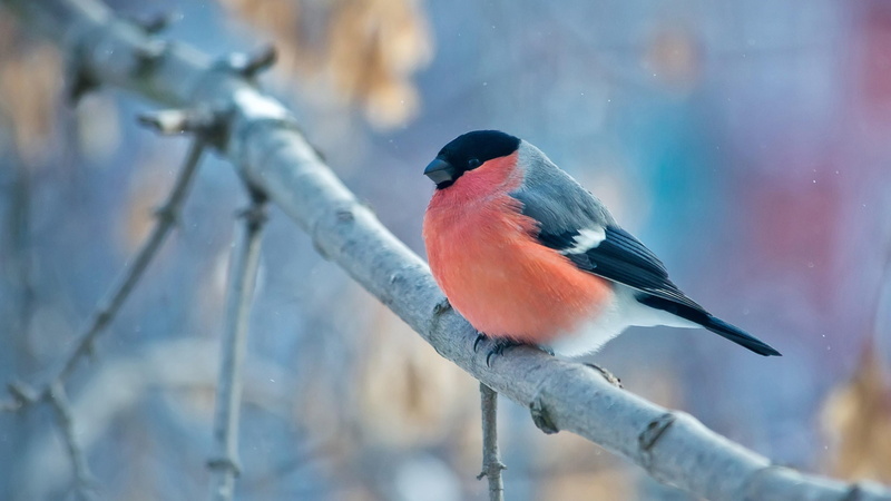 twig, perching bird, wildlife, sky, winter, tree, little bird, finch, bullfinch, bird, branch, 4K