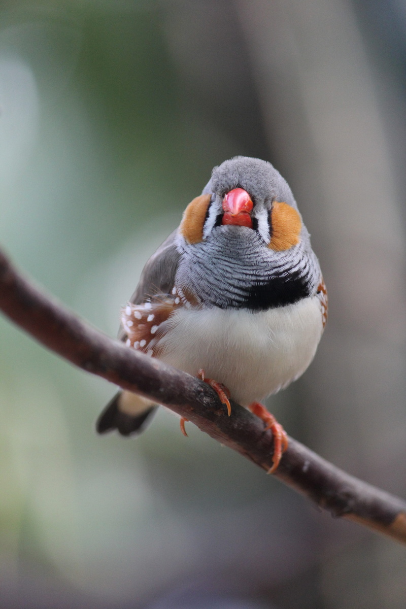 close-up, white, brown, vertebrate, bird, closeup, zebra finch, animal, daytime, focus on foreground, gray, plant, animal wildlife, tree, selective focus