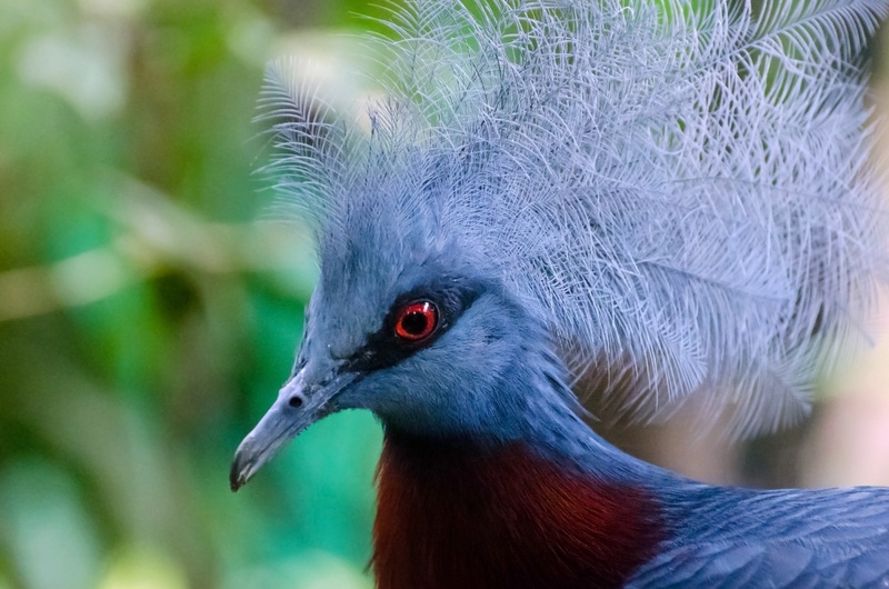 chordata, one animal, animal head, bird, focus on foreground, focus, head, columbiformes, beak, new, outdoors, no people, exotic, rainforest, tropical