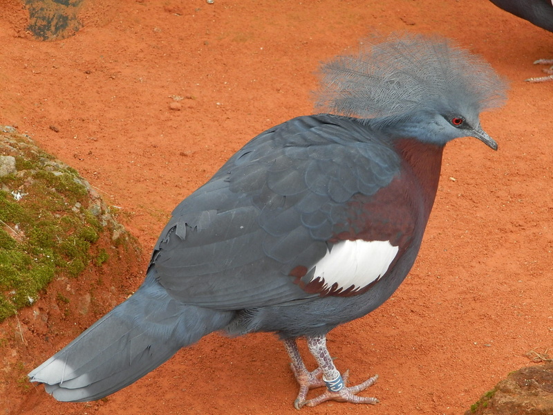 no people, plumage, high angle view, one animal, nature, bird of prey, animal, outdoors, beak, Victoria, animals in the wild, 2K, day, pigeon, perching