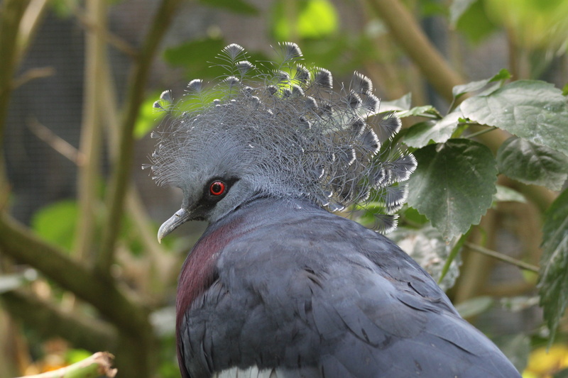 outdoors, plant part, gray, 4K, victoria crowned pigeon, tree, animal wildlife, bird, no people, feather, animal themes, leaf, puff, animals in the wild