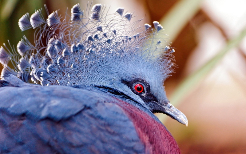 fan, red eye, bird, victoria crowned pigeon, feather, Goura Victoria, 1080P, blue, pasare