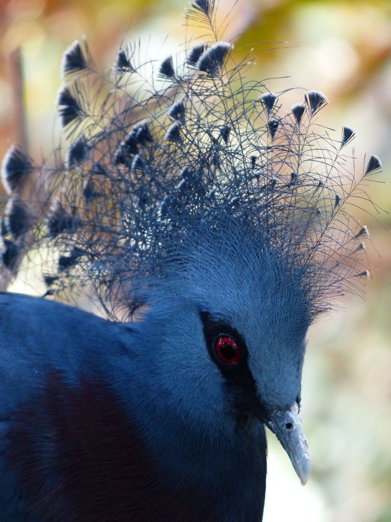 hood springs, mammal, day, animal head, fan-crest, vertebrate, krontaube, 4K, one animal, animal themes, blue, photo, beak, goura victoria, victoria-krontaube