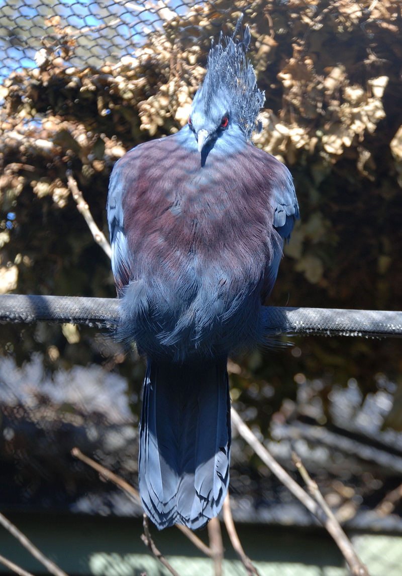 no people, animal wildlife, goura, animals in the wild, outdoors, one animal, pigeon, nature, vertebrate, close-up, animal themes, crowned pigeon, heron