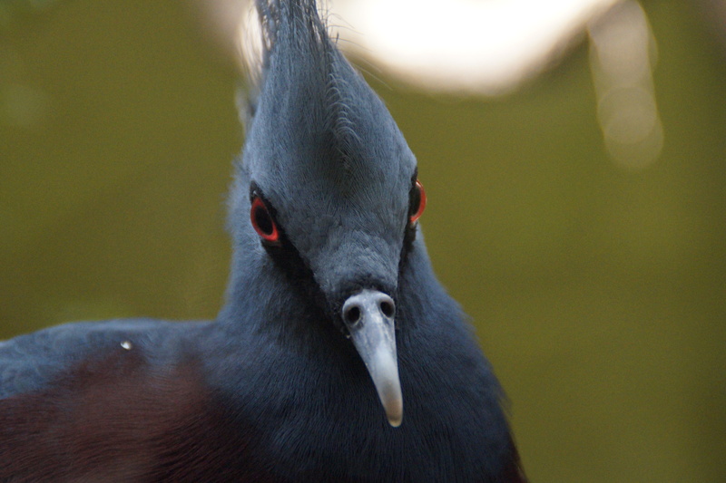 Face, close-up, feather, animal head, one animal, selective focus, looking, animal wildlife, bill, animal, spring crown, nature, Head, Bird, goura victoria