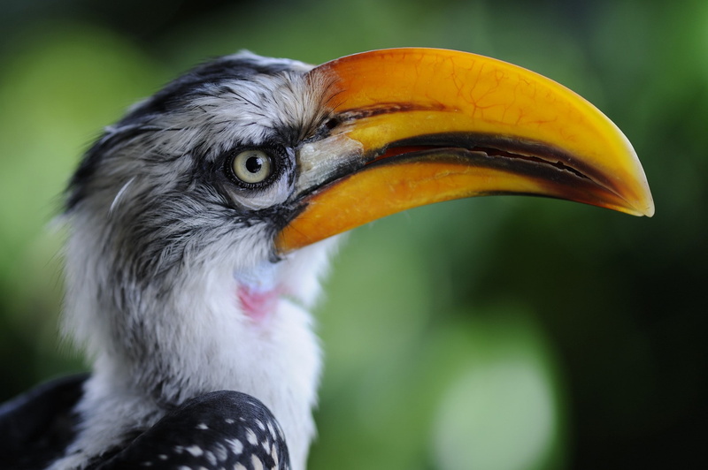 animal wildlife, one animal, bird, hornbill, close-up, profile view, looking away, animal, beak, mouth open, birds, day, animal eye, vertebrate, no people