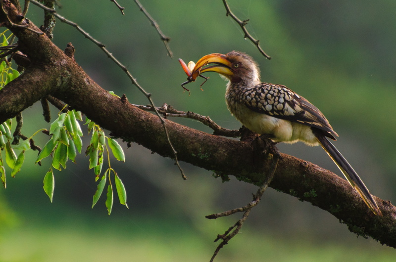 yellow-billed hornbill, plant, nature, animal, focus, sitting, bill, leaf, animal wildlife, photography, vertebrate, no people, preying, tree, branch, outdoors