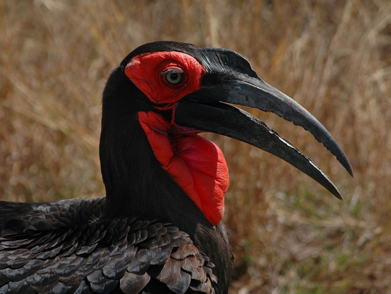 safari Animals, beak, black Color, day, one animal, feather, animal neck, nature, close-up, island of Borneo, animal, black, animal eye, head, endangered Species