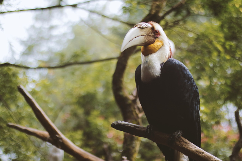 animals in the wild, 5K, no people, plant, tree, low angle view, focus on foreground, bird, outdoors, vertebrate, nature, wreathed hornbill, hornbill