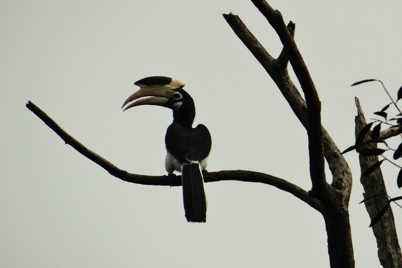 cormorant, branch, day, animal wildlife, tree, anthracoceros coronatus, 2K, plant, bird, sky, beak, western ghats, black color, one animal, lesser pied hornbill